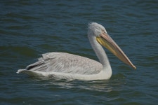 사다새 in 8월 2022 by Attila Oláh · iNaturalist 사다새 (Pelecanus crispus)