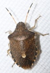 Peribalus strictus vernalis from 73800 Montmélian, France on 2022년 11월 01일 (화) at 03:09 오후 by André MIQUET... 