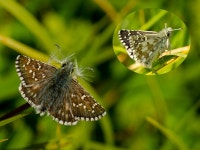혜산진흰점팔랑나비 from İspir/Erzurum, Türkiye on 2015년... by Murat Kurtel · iNaturalist 혜산진흰점팔랑나비 (Pyrgus alveus)