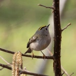 상모솔새 from Heffingen, Luxembourg on 2023년 02월 15일 (수) at 05:53 오후 by wolff christiane · iNaturalist 상모솔새... 