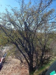Haematoxylum brasiletto from La Paz, B.C.S., México on 2023년 02월 14일 (화) at 09:46 오전 by isela_28 · iNaturalist... 