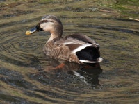 청둥오리 x 흰뺨검둥오리 from Naritanishi, Suginami City, Tokyo 166-0016, Japan on 2023년 02월 17일 (금) at 01:48 오후 by... 