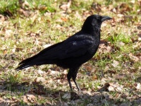 까마귀 from Naritanishi, Suginami City, Tokyo 166-0016, Japan on 2023년 02월 17일 (금) at 02:21 오후 by jitensha2021... 