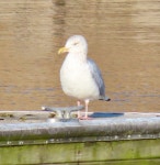 옅은재갈매기 from Jackson Park, Chicago, IL, USA on 2023년... by randyshonkwiler · iNaturalist 옅은재갈매기 (Larus smithsonianus)
