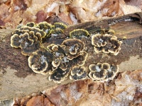 구름버섯 from Bayview Village, Toronto, ON, Canada on 2023년 02월 19일 (일) at 11:03 오전 by Tatiana Svidskaia · iNaturalist... 