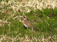 개똥지빠귀 from Monobe, Nankoku, Kochi 783-0093, Japan on 2023년 02월 17일 (금) at 12:28 오후 by Samuele Papeschi · iNaturalist... 