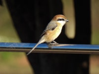 때까치 from Naritanishi, Suginami City, Tokyo 166-0016, Japan on 2023년 02월 20일 (월) at 09:20 오전 by jitensha2021... 