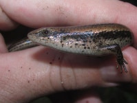 Eutropis macularia from C7CQ+RF3, New Mans Park Colony, Pailan, Bhasa, West Bengal 700104, India on 2013년 09월 26일 (목) by... 