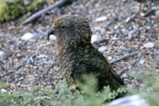 케아앵무 from Poplars Range, Nouvelle-Zélande on 2023년 02월... 09:29 오전 by chipiok · iNaturalist 케아앵무 (Nestor notabilis)