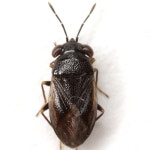 Geocoris uliginosus · iNaturalist Geocoris uliginosus
