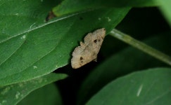 Rhesala from 6JFG+3WM, Dadadahalli, Karnataka 570008, India on 2023년 02월 04일 (토) at 05:06 오후 by Anubhav Agarwal... 