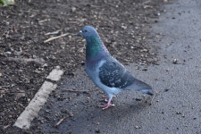 집비둘기 from Kingston upon Thames, UK on 2023년 02월 24일... by jamie-aa · iNaturalist 집비둘기 (Variety Columba livia domestica)