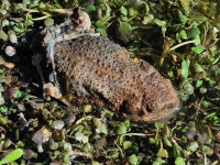 Rhinella spinulosa from GRMR+PJV, La Paz, Bolivia on 2023년 02월 25일 (토) at 09:03 오전 by Estela Torres · iNaturalist... 