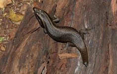 Trachylepis punctatissima from Rietfontein, Pretoria, 0084, South Africa on 2023년 02월 28일 (화) at 08:24 오전 by tjeerd.... 