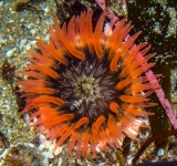 Pacific Northwest Coast Region 체크리스트 · iNaturalist Pacific Northwest Coast Check List
