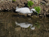 쇠백로 from Okura, Setagaya City, Tokyo 157-0074, Japan on 2023년 03월 01일 (수) at 12:46 오후 by jitensha2021 · iNaturalist... 