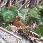 Garrulax canorus from Tsukahara Shinden, Mishima, Shizuoka 411-0016, Japan on 2023년 03월 01일 (수) at 07:24 오전 by Kirill... 