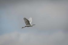 쇠백로 from Ponta da Erva, Lezíria Sul de, 2600, Portugal on 2018년 06월 28일 (목) at 09:24 오후 by Ana Paula Antunes... 