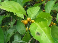 노박덩굴 from Rutgers Gardens on 2015년 10월 09일 (금) by yaoshawn · iNaturalist 노박덩굴 (Celastrus orbiculatus)