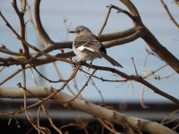 Mimus polyglottos from Green Valley North, Henderson, NV, USA on 2023년 03월 04일 (토) at 12:02 오후 by kerrypad. DSCN0091... 