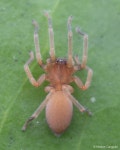 Orsolobidae from Chiloé, Los Lagos, Chile on 2023년 03월 04일 (토) at 05:01 오후 by MatiasG · iNaturalist Family Orsolobidae