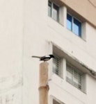 Copsychus saularis from Horizon Tower 1 Tower-7, Uniworld City, Newtown, New Town, West Bengal 700135, India on 2023년 03월 10일... 