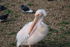 큰사다새 from St Jamess Park, London, England, GB on 2023년... 오전 by Cyrus Li · iNaturalist 큰사다새 (Pelecanus onocrotalus)