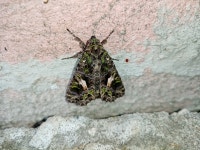 Соколова-Соколенка, Владимир, Владимирская обл., Россия, 600027 on 2021년 06월 09일 (수)... 