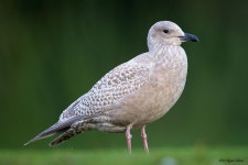 작은재갈매기 from Foster Golf Links Tukwila WA on 2012년... Foster Golf Links in Tukwila - King County · iNaturalist 작은재갈... 