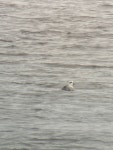 흰비오리 from Orrevegen, Kleppe, 11, NO on 2023년 03월 17일... by Richard Littauer · iNaturalist 흰비오리 (Mergellus albellus)