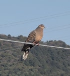 멧비둘기 from 741-0072, Japan on 2023년 03월 19일 (일) at 08:27 오전 by julie · iNaturalist 멧비둘기 (Streptopelia orientalis)