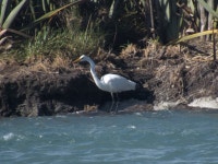 중대백로 from Ōkārito 7886, New Zealand on 2023년 02월 26일 (일) at 05:13 오후 by spigg · iNaturalist 중대백로 (Ardea alba)