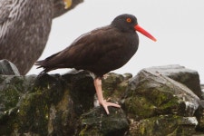 Haematopus bachmani from Pillar Pt Harbor on 2010년 09월 17일 (금) at 07:29 오전 by BJ Stacey. San Mateo County, California... 