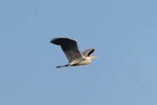 왜가리 from Rotbav -- balta 3, Romania on 2023년 03월 23일 (목) at 04:33 오후 by Gabi Rusu · iNaturalist 왜가리 (Ardea cinerea)