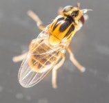 산각시노랑굴파리 from Kempten (Allgäu), Deutschland on... Stadelmann · iNaturalist 산각시노랑굴파리 (Thaumatomyia notata)