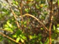중백금거미 from Monobe, Nankoku, Kochi 783-0093, Japan on 2023년 03월 24일 (금) at 01:34 오후 by Samuele Papeschi · iNaturalist... 