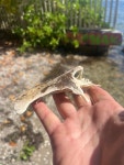 조기강 from Bay Shore Rd, Sarasota, FL, US on 2023년 03월 27일 (월) at 04:26 오후 by Tim Thurman · iNaturalist 조기강 (Class... 