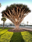 용혈수 from Prospect St, San Diego, CA, US on 2023년 03월... (월) at 06:31 오후 by toad117 · iNaturalist 용혈수 (Dracaena draco)