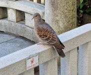 멧비둘기 from 111-0054, Japon on 2023년 03월 19일 (일) at 04:17 오후 by Emily Dent · iNaturalist 멧비둘기 (Subspecies... 