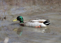 청둥오리 from Novelty, OH 44072, USA on 2023년 03월 30일... and Antoni Hinczewski · iNaturalist 청둥오리 (Anas platyrhynchos)