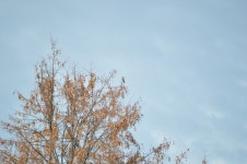 유럽방울새 from Большеустьикинское, Респ. Башкортостан, Россия, 452550 on 2023년 03월 27일... 