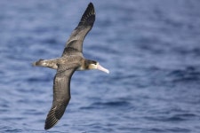 알바트로스 in 4월 2022 by 范姜士豪 · iNaturalist 알바트로스 (Phoebastria albatrus)