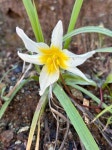 Erythronium helenae in 3월 2023 by JoeJoe Clark · iNaturalist Erythronium helenae