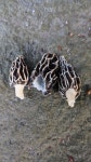 Morchella from 日本、〒160-0012 東京都新宿区南元町 もとまち公園 on 2023년 04월 04일 (화) at 05:55 오후 by Atsushi... 
