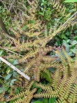 홍지네고사리 from Buckhead, Atlanta, GA, USA on 2023년 03월... by Tavenner · iNaturalist 홍지네고사리 (Dryopteris erythrosora)