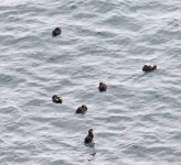 흰줄박이오리 from Iceland on 2018년 08월 12일 (일) at 11:22... by docprt · iNaturalist 흰줄박이오리 (Histrionicus histrionicus)