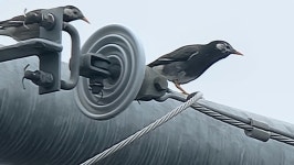 찌르레기 from 360-0037, Japan on 2023년 04월 06일 (목) at 09:25 오전 by Troi Perkins · iNaturalist 찌르레기 (Spodiopsar... 