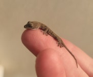 도마뱀부치 from 741-0072, Japan on 2023년 04월 04일 (화) at 04:39 오후 by julie · iNaturalist 도마뱀부치 (Gekko japonicus)