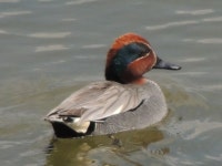 쇠오리 from 대한민국 경상남도 거창군 거창읍 on 2023년... Still many in Geochang. · iNaturalist 쇠오리 (Anas crecca)