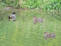 쇠오리 from Suka, Yoshikawa, Saitama 342-0057, Japan on 2023년 04월 08일 (토) at 08:33 오전 by belvedere04. Japanese name... 